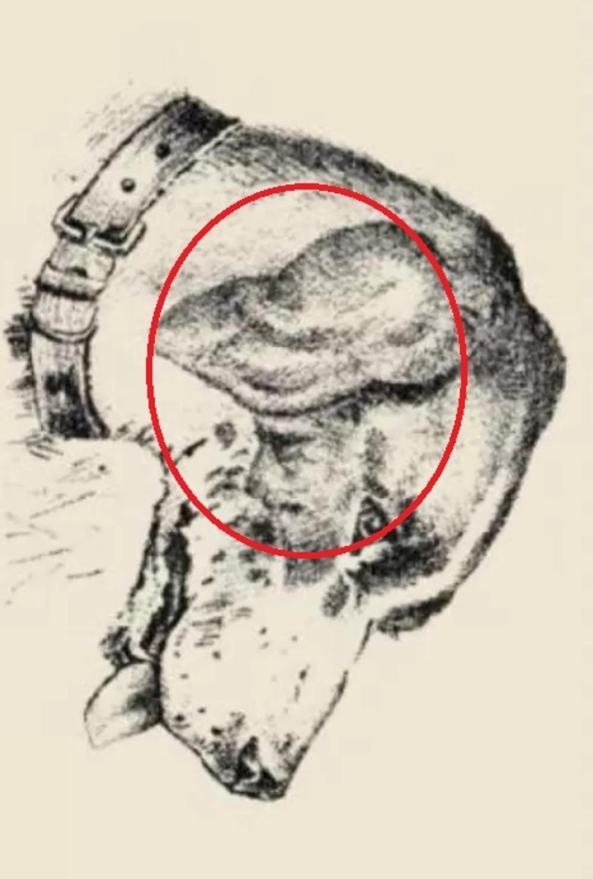 Lidská tvář byla na psím uchu / nakreslil safalta.com