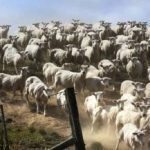 Hádanka pro ty, kteří mají skvělý zrak: musíte najít psa do 3 sekund. Hádanka pro ty, kteří mají skvělý zrak: musíte najít psa